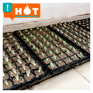 Bac à semis Rapid Rooter 50 cellules pour graines - Product Image 1