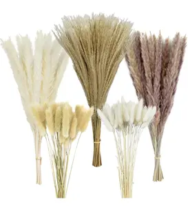 Home Party Top Sale Natural Dry Small Pampas Dry Fluffy Reed Grass Dry Bunny Tails Supplies