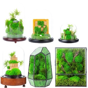 Plantes Décoratives de Bureau, Décoration de <span class=keywords><strong>Terrarium</strong></span>, Collection de Sculptures Botaniques, <span class=keywords><strong>Terrarium</strong></span> en Verre, <span class=keywords><strong>Terrarium</strong></span> de Plantes en Verre, <span class=keywords><strong>Terrarium</strong></span> de Mousse Préservée - Product Image 6