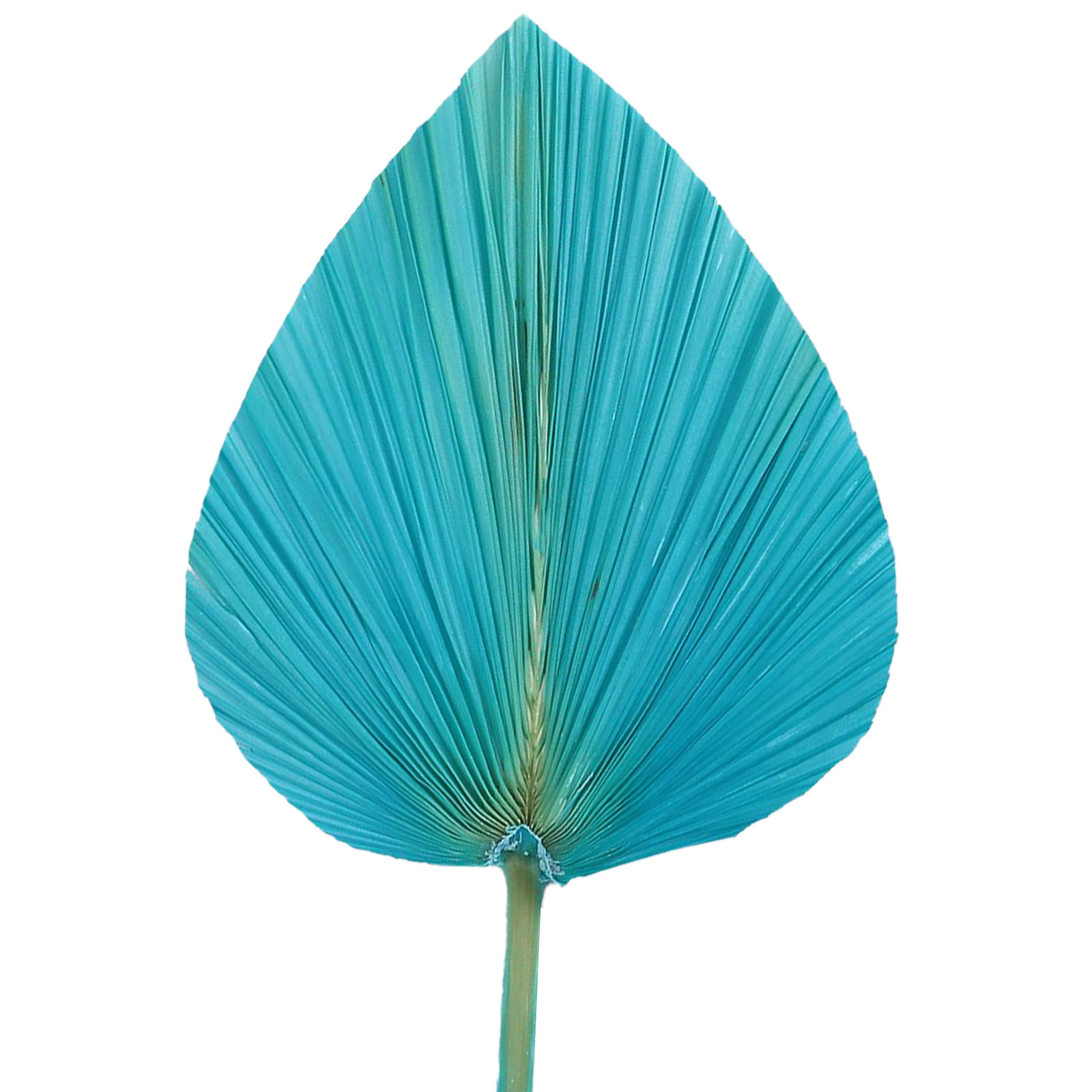 Tiffany Bleu