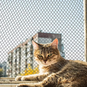 רשת הגנה לחתולים נגד נשיכות, איכותית, HDPE+חוט פלדה, רשת הגנה לחיות מחמד למרפסת - Product Image 1