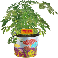 Nouveautés : Kit de Démarrage de Jardinage pour Enfants DIY – Plantes Dégradables à Cultiver – Jouets Cadeaux Nouveauté
