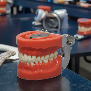 Z8010 modello dentale <span class=keywords><strong>Standard</strong></span> per la scienza medica formazione materiale in resina con 32 denti a vite di classe dentale - Product Image 5