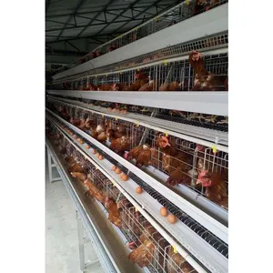 High quality Chicken Farm Equipment A Type Full Automatic Layer Chicken Cage with Drinking Line
