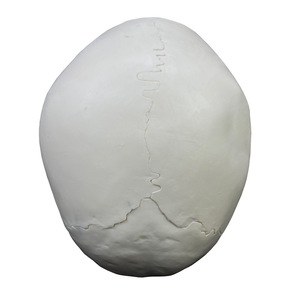 Modelo de cráneo blanco desmontado de 22 partes - Herramienta educativa de anatomía - Product Image 5