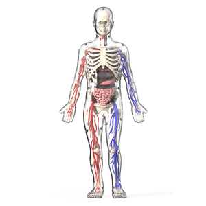 Modèles de circulation sanguine humaine en gros, os luminescents, aides pédagogiques d'anatomie, jouets transparents du corps humain - Product Image 3
