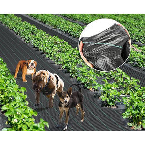 CARDINALE BLACK PE Mulching Filler 1x100 Mt Película de invernadero plegada H1 con procesamiento UV Control de malezas Moldeo por soplado Material PE - Product Image 5