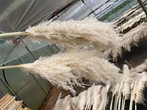 J-01091 fiori secchi di alta qualità fiori artificiali Pampa 30cm Pampa 100cm Pampa <span class=keywords><strong>centrotavola</strong></span> <span class=keywords><strong>matrimonio</strong></span> - Product Image 5