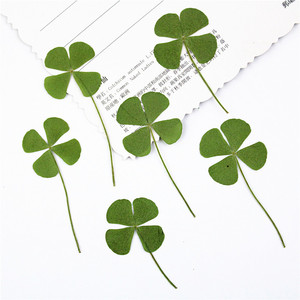 Handicraft <strong>Flower</strong> <strong>Press</strong> Four Leaf Clover Bulk Pack Fresh Real Pressed Natural Dried <strong>Flowers</strong> Dried Pressed <strong>Flower</strong> for Resin - Product Image 2