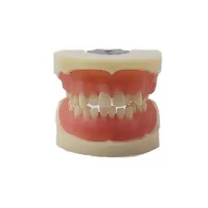 歯科モデルのトレーニングと練習のための医師認定歯科歯抽出モデル