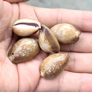 Seastar Vase Phoenix escargot 3-5cm <span class=keywords><strong>naturel</strong></span> poli blanc conque coquillage trous bricolage carillon éolien accessoires Souvenir coloré réel - Product Image 4