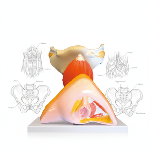 Медицинская анатомическая модель: внутренняя и внешняя анатомия женских половых органов, анатомия женской репродуктивной системы - Product Image 4