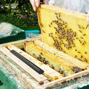 20 pièges à coléoptères pour <span class=keywords><strong>ruche</strong></span>, pièges en plastique pour coléoptères de <span class=keywords><strong>ruche</strong></span>, outils d'apiculture pour ruches - Product Image 2