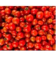 Tomates rouges fraîches de ferme, cultivées naturellement, de haute qualité, juteuses, qualité export, ingrédient alimentaire pour la cuisine et les salades, Ocean