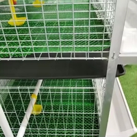 Cage Batterie H Moderne pour Poules Pondeuses 60/80 Oiseaux, Automatique, Galvanisée pour Élevage Avicole Professionnel