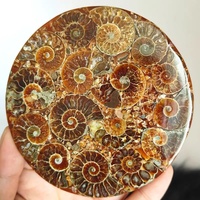 Fósil de amonita al por mayor, fósil natural para Reiki, piedra de cristal curativa para decoración del hogar