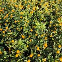 Tranches de Kumquat Séchées à la Vitamine C, Extrait de Thé, Qualité Supérieure, Multi-usages, Prêtes à Consommer, en Boîte Métallique