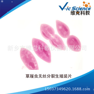Factory direct shipment: Paramecium amitosis reproductive slides for university genetics teaching <b>microscopes</b>. - Product Image 5
