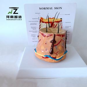 Modelo Anatómico de Alta Calidad para Demostración del Crecimiento del Cabello Humano, Circular, Saludable y con Aspecto de Piel - Product Image 6