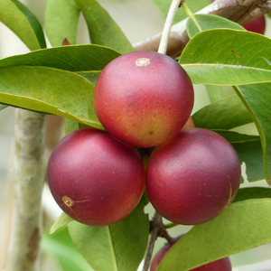 100% <span class=keywords><strong>Camu</strong></span> สารสกัดจากผลไม้ผงวิตามินซีเกรดอาหาร - Product Image 4