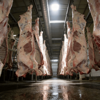 Ligne d'abattage de bétail de moyenne taille, usine d'abattage de bétail de grande capacité pour la transformation de la viande de bœuf, projet clé en main d'abattage de vaches