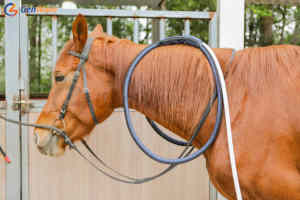 Design blu ultima terapia equina Pemf Magneto fisioterapica per animali Pmst Loop cavalli terapia macchina PEMF tappetino - Product Image 5