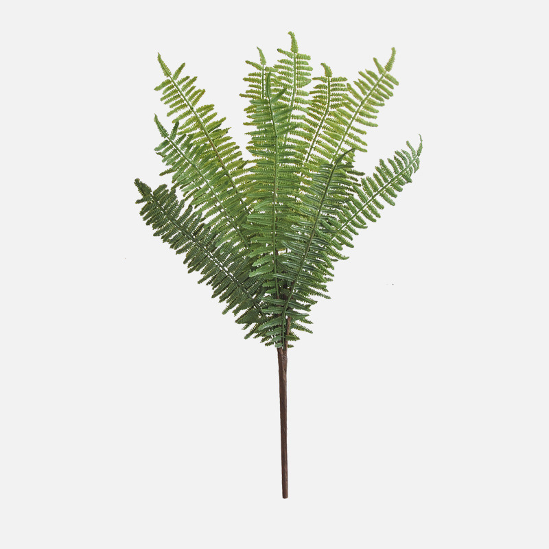 14-leaf golden star fern