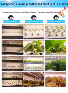 LED SMD Rouge <span class=keywords><strong>3030</strong></span> 0.5W 655-660nm 15-20LM à puce AlGaN pour la croissance des plantes avec service de conception d'éclairage et durée de vie de 50000H - Product Image 3