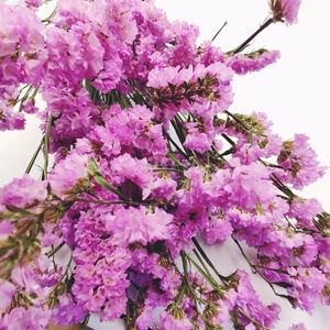 La FÁBRICA DE Yunnan vende directamente flores de ramo secas preservadas, no <span class=keywords><strong>me</strong></span> olvides de la flor para arreglos florales - Product Image 4