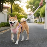 Nylon-Hundegeschirr mit Schnellverschluss Verstellbares Haustiergeschirr Robuster Metall-D-Ring für Kleine Mittlere und Große Hunde