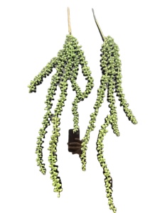 Planta Artificial Colgante de Perlas, Tipo Suculenta, para Decoración de Paredes, Hogar, Jardín y Exteriores - Product Image 3