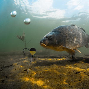 FTK 3 pièces/sac 2 #/4 #/6 # <span class=keywords><strong>pré</strong></span>-attaché carpe pêche cheveux plates-formes prêt à l'emploi Boilie appât carpe crochet de pêche ensemble carpe mangeoire plate-forme attirail - Product Image 6