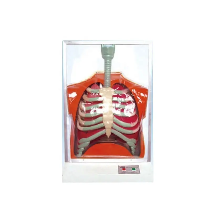 Electric Model for Studying Human Respiratory Movement for Medical Science Education