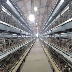 Sistema di Allevamento Automatico per 40.000 Polli, Gabbie per Alimentazione, Sistema a Batteria Tipo H per Galline Ovaiole - Product Image 4