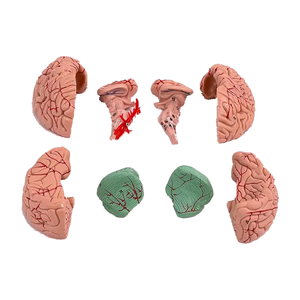 Modèle d'anatomie cérébrale en PVC avec vaisseaux pour l'enseignement et l'étude de l'anatomie des <span class=keywords><strong>neurosciences</strong></span> médicales en <span class=keywords><strong>classe</strong></span> - Product Image 3