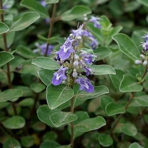 Bán buôn cung cấp số lượng lớn Vitex Chasteberry hạt giống - Product Image 4