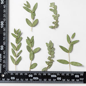 Feuilles d'<span class=keywords><strong>eucalyptus</strong></span> et d'<span class=keywords><strong>eucalyptus</strong></span> naturelles, pièces, fournitures de fabrication de bijoux en résine, plante naturelle, vraie fleur pressé, écologique - Product Image 6
