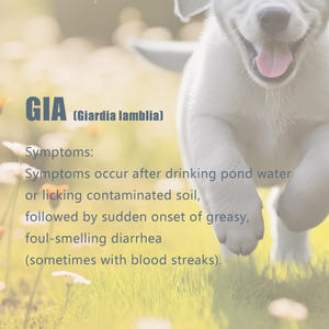 Kit de bandelettes de <span class=keywords><strong>test</strong></span> vétérinaire OEM GIA Ag Giardia Lamblia Giardiase Méthode de l'or colloïdal pour <span class=keywords><strong>test</strong></span> de chien Vet-Recommended - Product Image 3