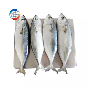 Pescado Caballa India Congelado de Alta Calidad 4-6, Exportadores de Caballa India, <span class=keywords><strong>Precio</strong></span> al por Mayor - Product Image 1