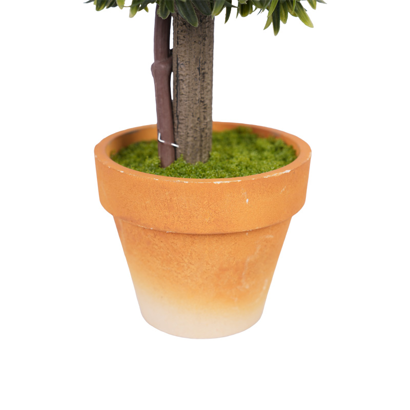 plantes bonsai Einsteiger-Bonsai-Set Ficus Ginseng – Cultivea