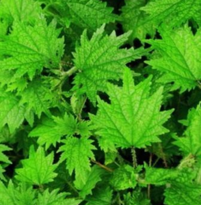 Thé de feuilles d'<span class=keywords><strong>ortie</strong></span> séchées en tranches de qualité supérieure - Product Image 6