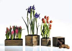 Boîte de jardin d'herbes aromatiques à fleurs succulentes d'intérieur et d'extérieur avec support en bois pot de fleurs pot de fleurs de jardin - Product Image 4