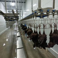 Chaîne de production d'abattage suspendue pour volailles (canards, oies, poulets) pour usine agroalimentaire