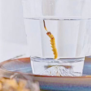 Fabrik Großhandel Cordyceps gesunde Nahrung hochwertige Cordyceps Sinensis <span class=keywords><strong>Tibet</strong></span> getrocknete Kräuter Dong cong xia cao - Product Image 6