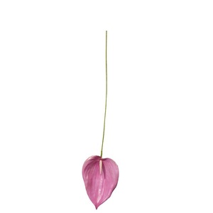 Fleur d'Anthurium Artificielle Yixuan en Plastique Effet Réel, Décorations de la Saint-Valentin, Bouquet Portable, Accessoires de Photographie - Product Image 5