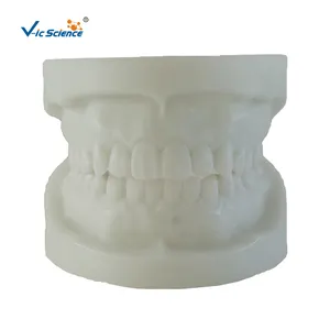 Модель зубного ряда из белого алунда
