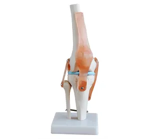 Natuurlijke Grootte Kniegewricht Model Knie Skelet Model Skelet 3d Model