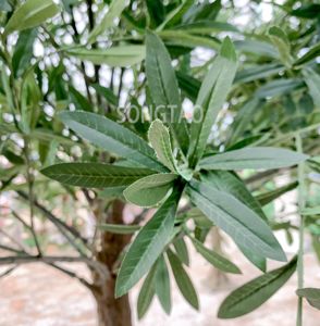 Árboles <span class=keywords><strong>de</strong></span> Olivo Artificiales Songtao <span class=keywords><strong>de</strong></span> Gran Tamaño, Resistentes al Fuego y a los Rayos UV, Ideales para Bodas al Aire Libre, los Más Vendidos del 2025 - Product Image 4