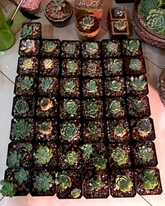 Pots à fleurs en plastique de couleur noire, jardinières, plateaux pour pots, petits pots carrés pour plantes succulentes - Product Image 6