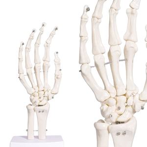 जीवन का आकार चिकित्सा विज्ञान शरीर रचना मानव शरीर हाथ संयुक्त मॉडल FRT031-1 सभी हाथ की हड्डी संरचनाओं को स्थानांतरित कर सकते हैं - Product Image 1